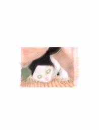 《猫的选择》漫画